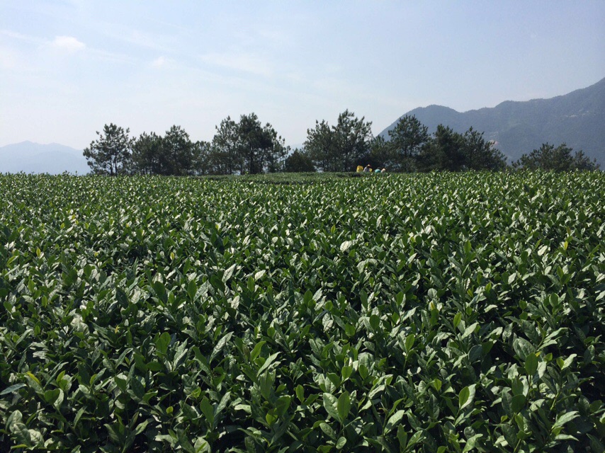 自家茶园分享-安溪县西坪镇柏溪村