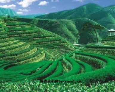 安溪县大坪生态茶叶观光园