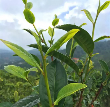 乌龙茶的品种包含哪些？