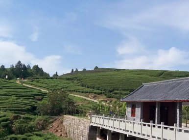 太安镇凤凰山茶乡之旅
