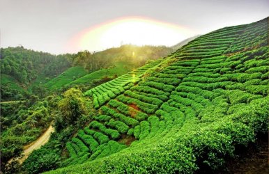 昭平-中国有机茶之乡精品旅游线路