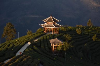 侗族的仙人山古茶园