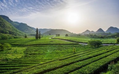 英德积庆里红茶谷之旅