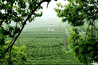 龙坞茶镇茶乡之旅