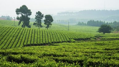 金坛雀舌茶乡之旅