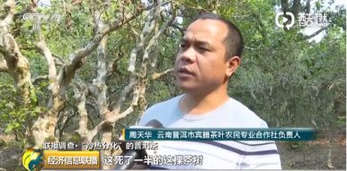 资本炒作炒高了茶价，炒枯了茶树